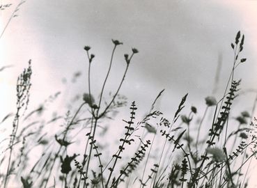 Gotthard Schuh Wiese